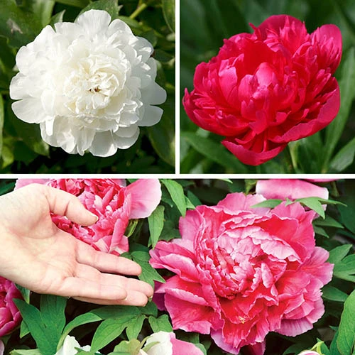 Hardy Peony Collection 3 Hardy Peony Collection