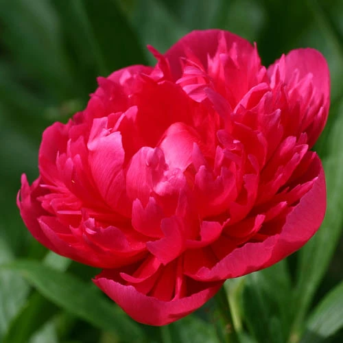 Hardy Peony Collection 5 Hardy Peony Collection - Image 3