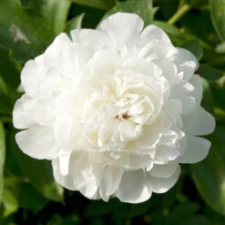 Hardy Peony Collection 10 Hardy Peony Collection -OWL Plant Shop 580004 3