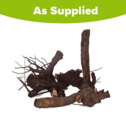 Hardy Peony Collection 11 Hardy Peony Collection -OWL Plant Shop 580004 4