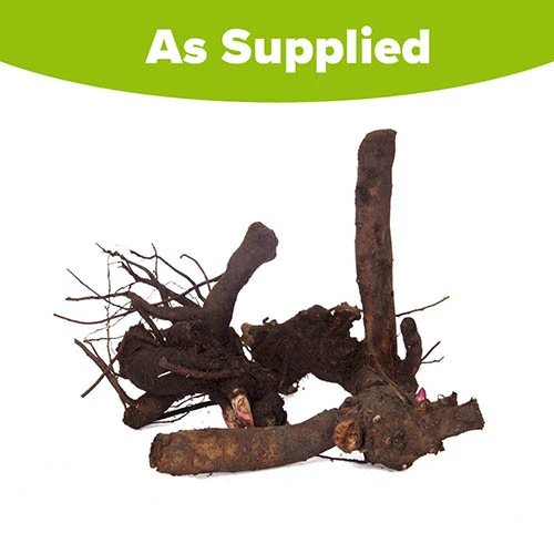 Hardy Peony Collection 7 Hardy Peony Collection - Image 5