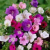 Hardy Geranium Collection 2 Hardy Geranium Collection -OWL Plant Shop 580005