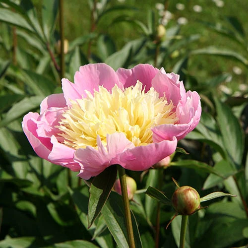 Peony 'Bowl Of Beauty' 5 Peony 'Bowl Of Beauty' - Image 3