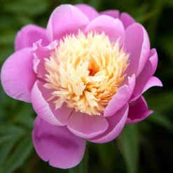 Peony 'Bowl Of Beauty' 11 Peony 'Bowl Of Beauty' -OWL Plant Shop 580006 3