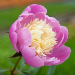 Peony 'Bowl Of Beauty' 12 Peony 'Bowl Of Beauty' -OWL Plant Shop 580006 4