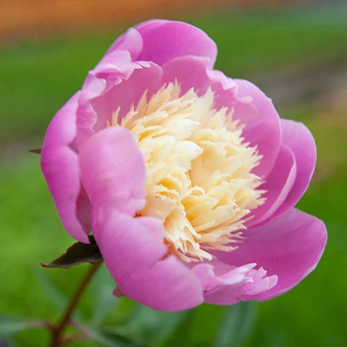 Peony 'Bowl Of Beauty' 7 Peony 'Bowl Of Beauty' - Image 5