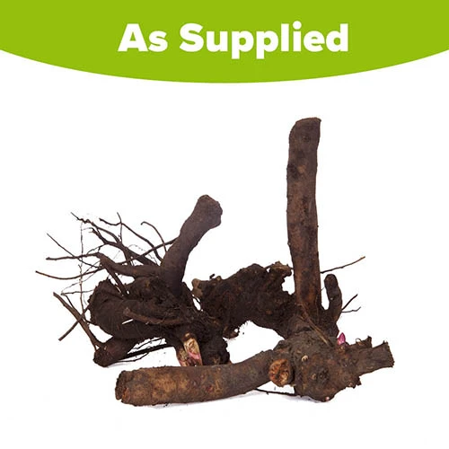 Peony 'Bowl Of Beauty' 8 Peony 'Bowl Of Beauty' - Image 6