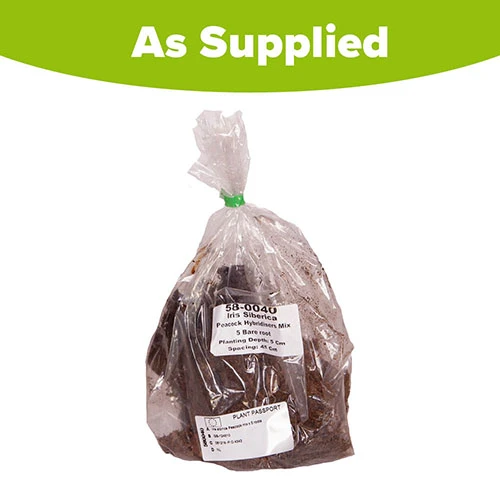 Iris Sibirica 'Peacock Mix' 5 Iris Sibirica 'Peacock Mix' - Image 3