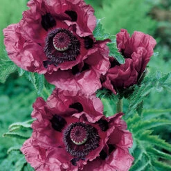 Papaver 'Patty's Plum' -OWL Plant Shop 580059 2