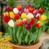 Tulip 'Triumph Mixed' 1 Tulip 'Triumph Mixed' -OWL Plant Shop 600013