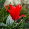 Tulip 'Red Riding Hood' 2 Tulip 'Red Riding Hood' -OWL Plant Shop 600027