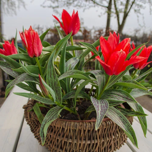 Tulip 'Red Riding Hood' 4 Tulip 'Red Riding Hood' - Image 2