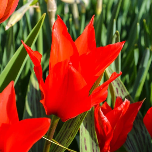 Tulip 'Red Riding Hood' 5 Tulip 'Red Riding Hood' - Image 3
