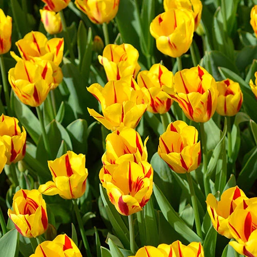 Tulip 'Washington' 3 Tulip 'Washington'