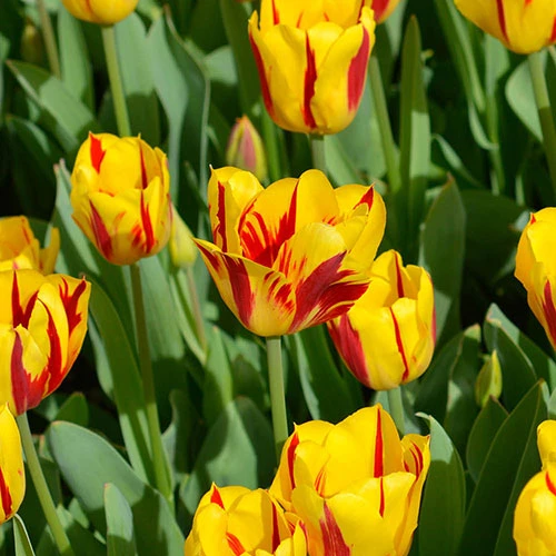 Tulip 'Washington' 4 Tulip 'Washington' - Image 2