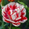 Tulip 'Carnaval De Nice' 1 Tulip 'Carnaval De Nice' -OWL Plant Shop 600033
