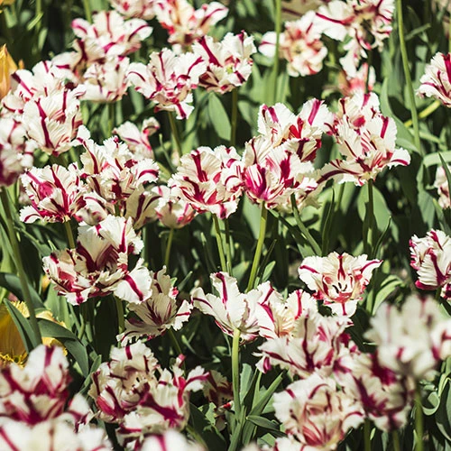 Tulip 'Carnaval De Nice' 4 Tulip 'Carnaval De Nice' - Image 2