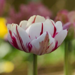 Tulip 'Carnaval De Nice' 7 Tulip 'Carnaval De Nice' -OWL Plant Shop 600033 2
