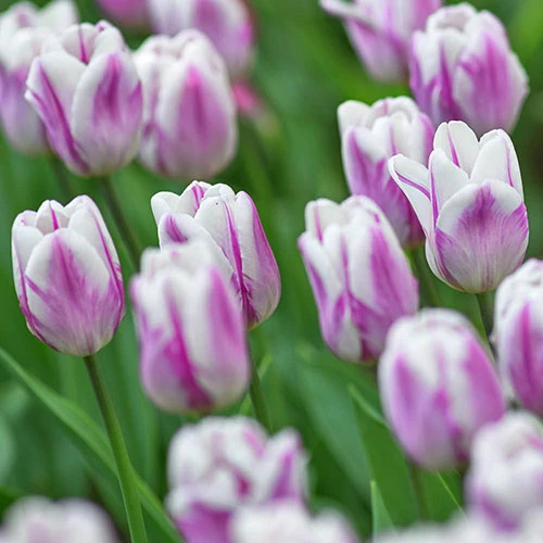 Tulip 'Flaming Flag' 5 Tulip 'Flaming Flag' - Image 3