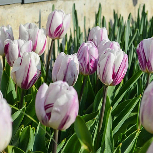 Tulip 'Flaming Flag' 6 Tulip 'Flaming Flag' - Image 4