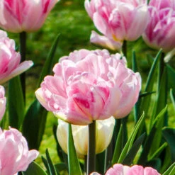 Tulip 'Double Pink'
