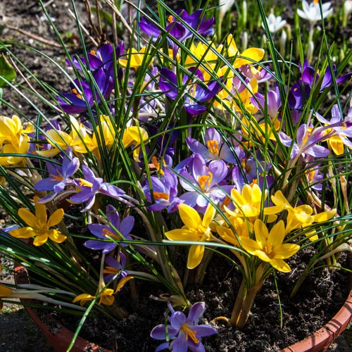 Mixed Species Crocuses 4 Mixed Species Crocuses - Image 2