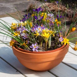 Mixed Species Crocuses 8 Mixed Species Crocuses -OWL Plant Shop 600082 2