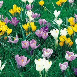 Mixed Species Crocuses 9 Mixed Species Crocuses -OWL Plant Shop 600082 3