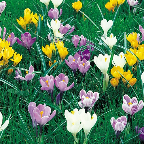 Mixed Species Crocuses 6 Mixed Species Crocuses - Image 4