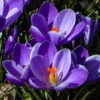 Large-Flowered Blue Crocus 2 Large-Flowered Blue Crocus -OWL Plant Shop 600083