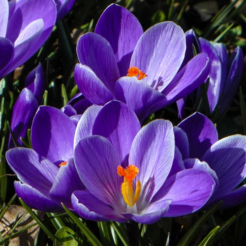 Large-Flowered Blue Crocus 3 Large-Flowered Blue Crocus