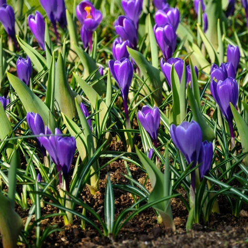 Large-Flowered Blue Crocus 4 Large-Flowered Blue Crocus - Image 2