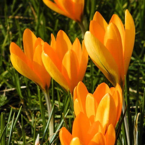 'Large-Flowered Yellow' Crocus 3 'Large-Flowered Yellow' Crocus