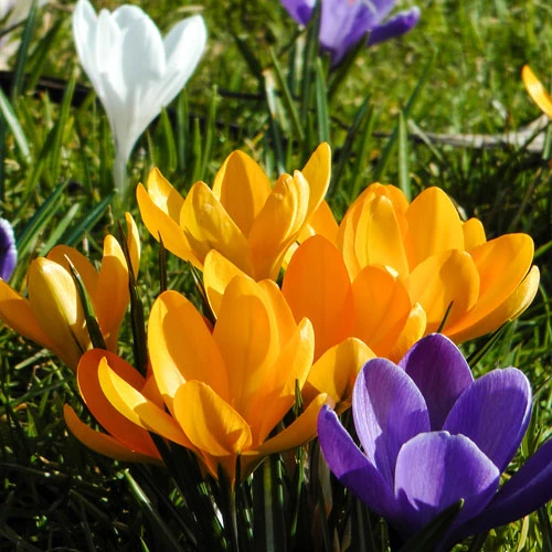 'Large-Flowered Yellow' Crocus 4 'Large-Flowered Yellow' Crocus - Image 2