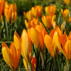 'Large-Flowered Yellow' Crocus 7 'Large-Flowered Yellow' Crocus -OWL Plant Shop 600084 2