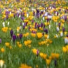 Crocus 'Large Flowered Mixed' 30 Bulbs 2 Crocus 'Large Flowered Mixed' 30 Bulbs -OWL Plant Shop 600087