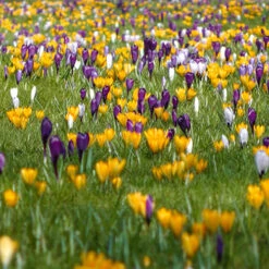 Crocus 'Large Flowered Mixed' 30 Bulbs