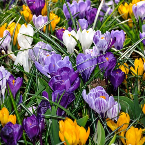 Crocus 'Large Flowered Mixed' 30 Bulbs 4 Crocus 'Large Flowered Mixed' 30 Bulbs - Image 2