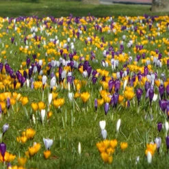 Crocus 'Large Flowered Mixed' 30 Bulbs 7 Crocus 'Large Flowered Mixed' 30 Bulbs -OWL Plant Shop 600087 2