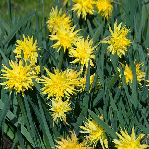 Narcissus 'Rip Van Winkle' 3 Narcissus 'Rip Van Winkle'