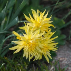 Narcissus 'Rip Van Winkle' 7 Narcissus 'Rip Van Winkle' -OWL Plant Shop 600092 2