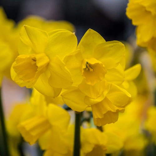 Daffodil Narcissus 'Quail' 4 Daffodil Narcissus 'Quail' - Image 2