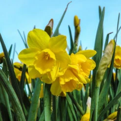 Daffodil Narcissus 'Quail' 7 Daffodil Narcissus 'Quail' -OWL Plant Shop 600100 2