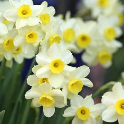 Narcissus 'Minnow'