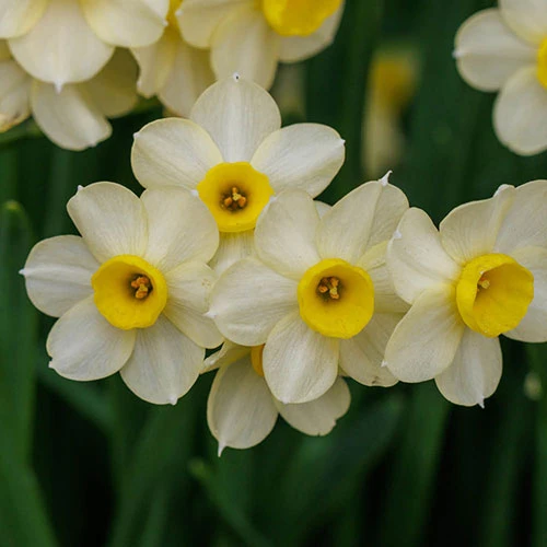 Narcissus 'Minnow' 4 Narcissus 'Minnow' - Image 2