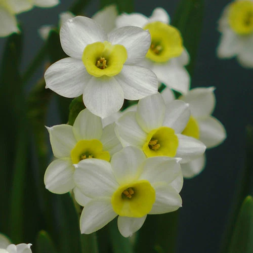 Narcissus 'Minnow' 5 Narcissus 'Minnow' - Image 3