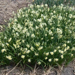Narcissus 'Minnow' 9 Narcissus 'Minnow' -OWL Plant Shop 600101 3