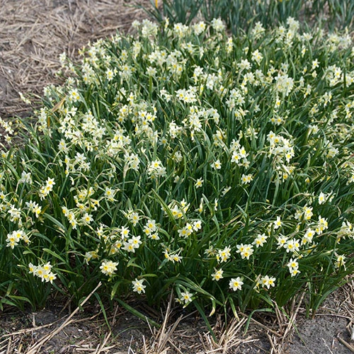 Narcissus 'Minnow' 6 Narcissus 'Minnow' - Image 4