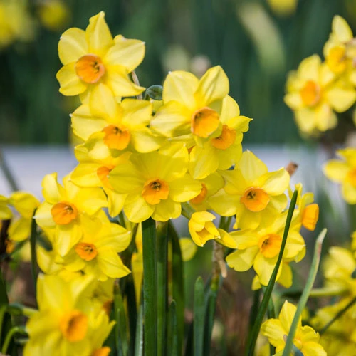 Tazetta Daffodil Narcissus 'Hoopoe' 4 Tazetta Daffodil Narcissus 'Hoopoe' - Image 2