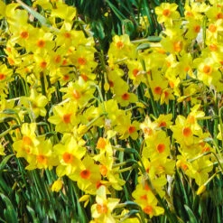 Tazetta Daffodil Narcissus 'Hoopoe' 7 Tazetta Daffodil Narcissus 'Hoopoe' -OWL Plant Shop 600103 2